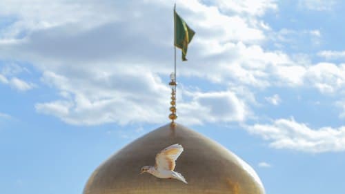 کبوتر حرم مطهر رضوی