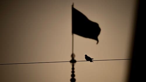 کبوتر حرم امام رضا علیه السلام