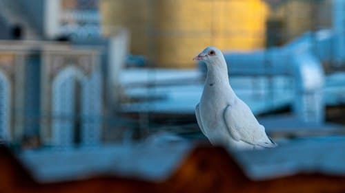 کبوتر بر روی بام حرم 