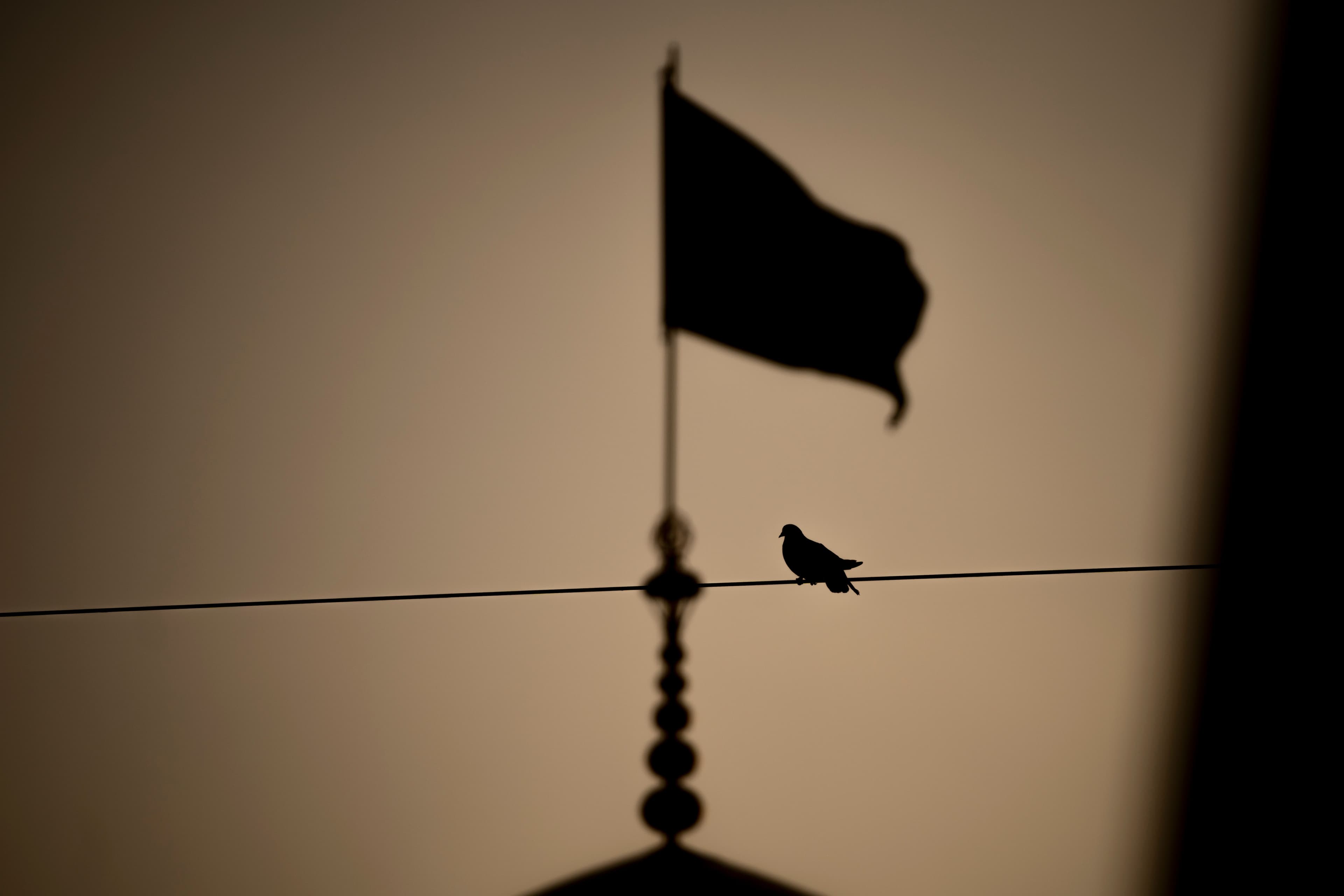 کبوتر حرم امام رضا علیه السلام