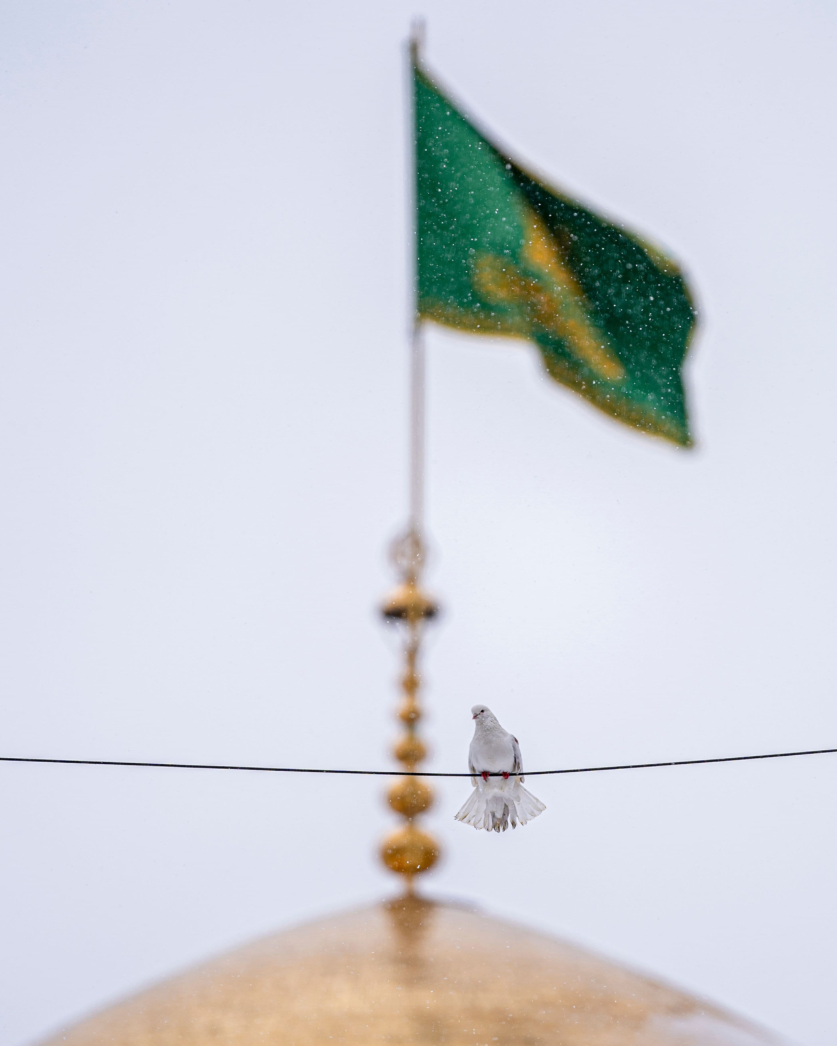 کبوتر در برف