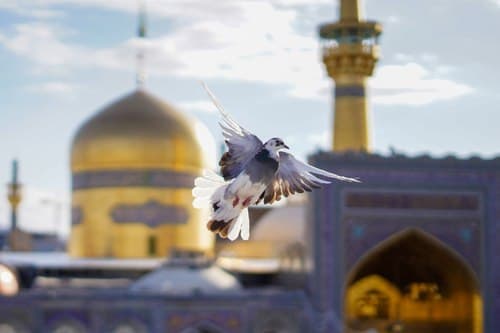 کبوتر زیبای حرم