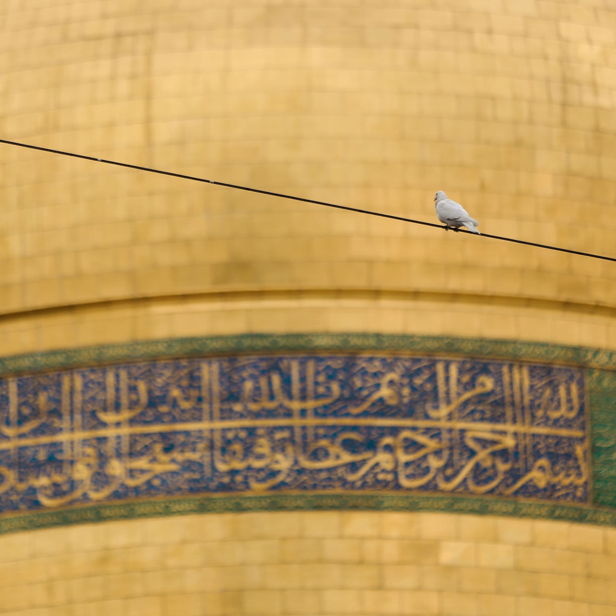 کبوتر جلد حرم