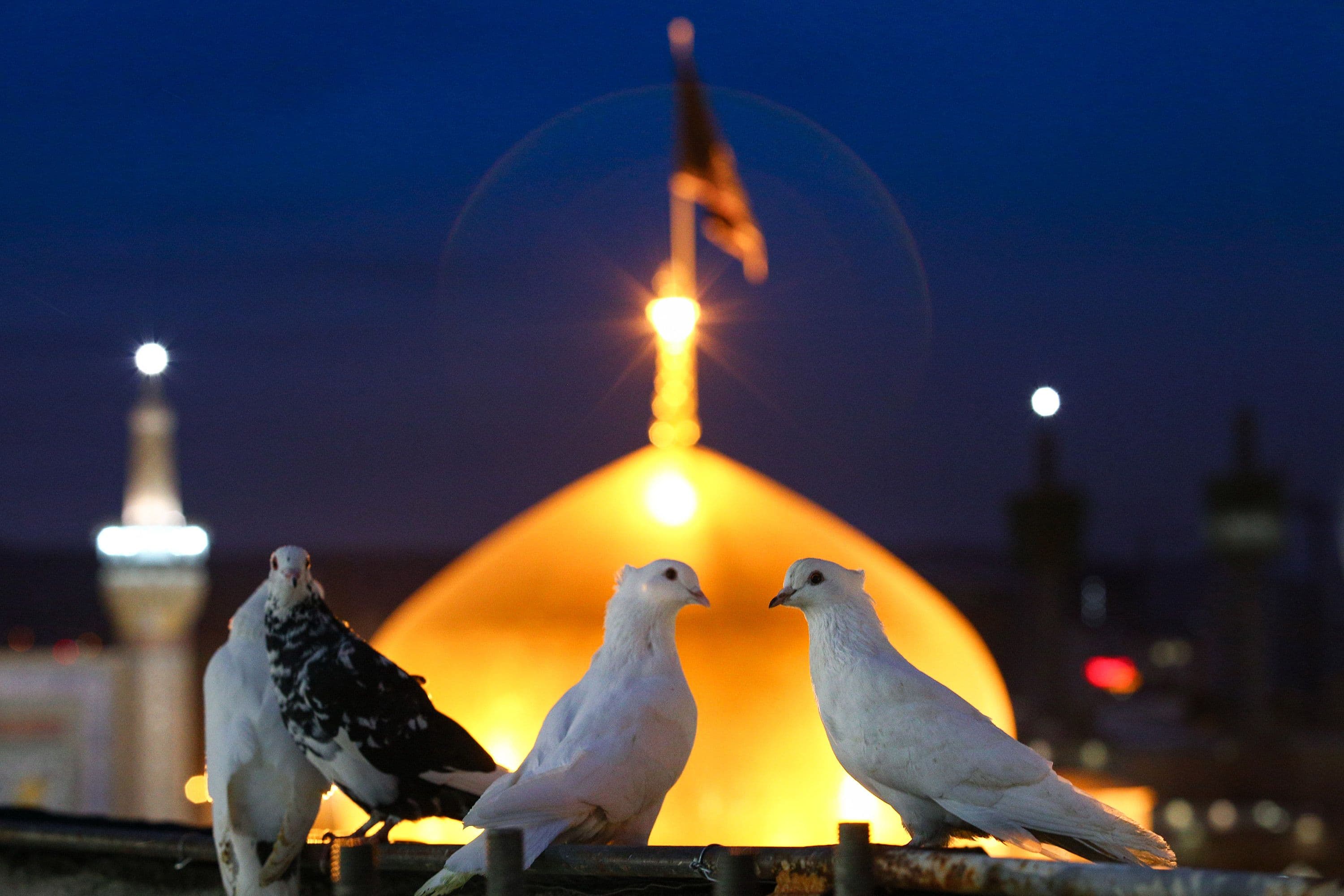 عکس | کبوتران حرم