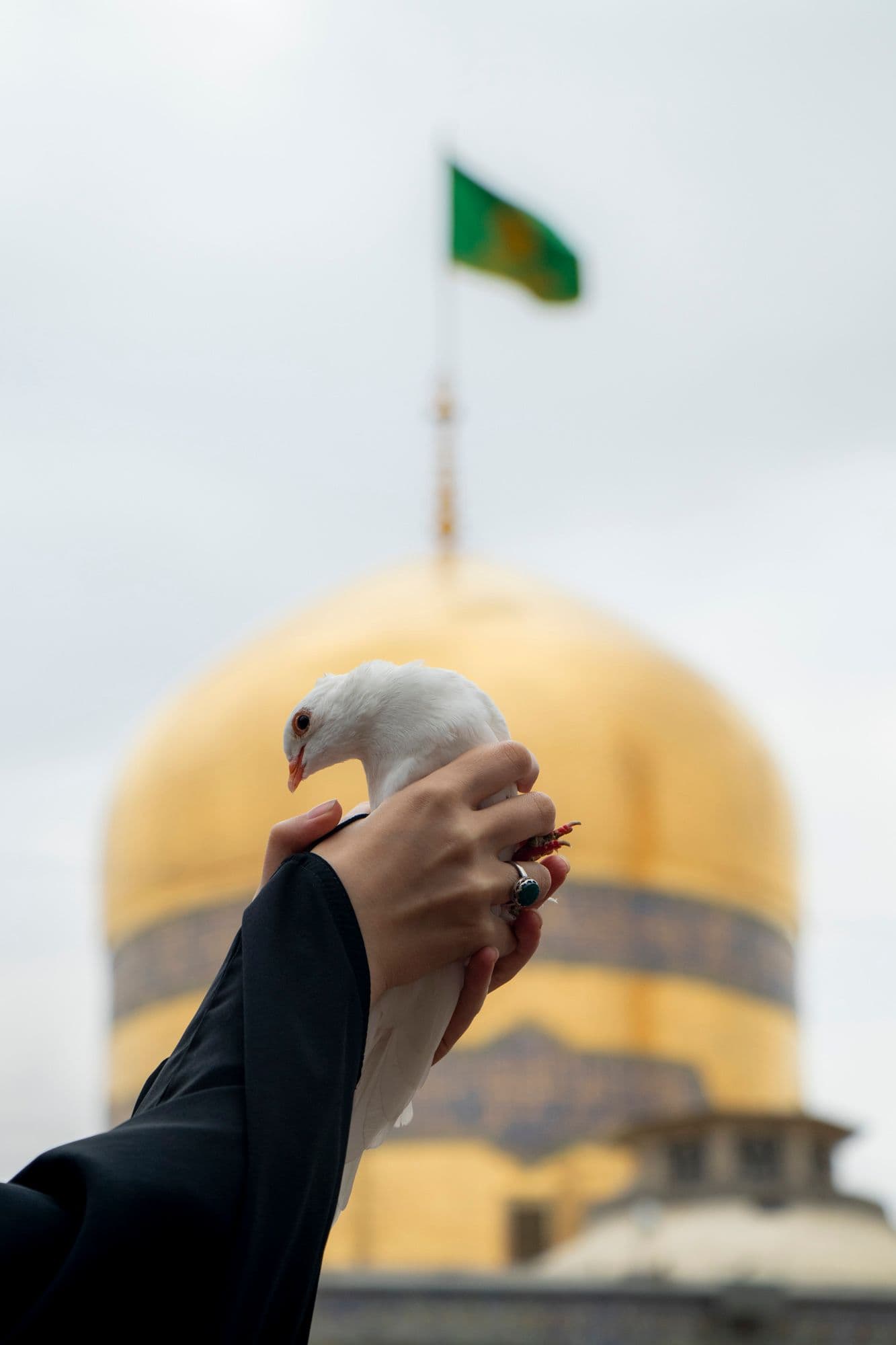 کبوتران حرم