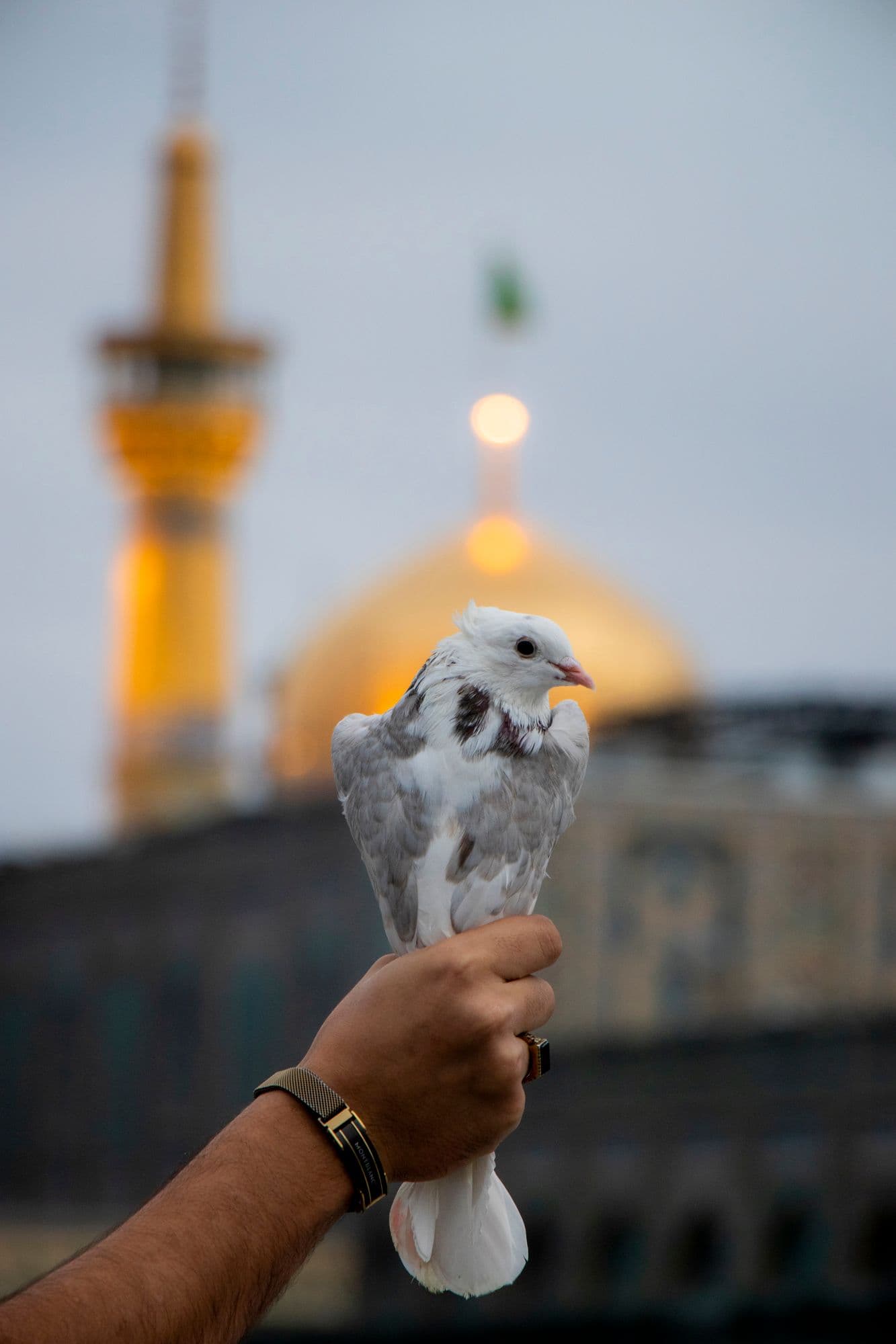 کبوتر در آغوش نور