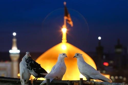 عکس | کبوتران حرم