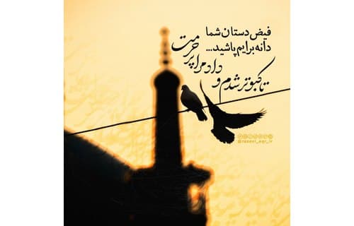 دانه ای از کرم، پرواز تا حرم...