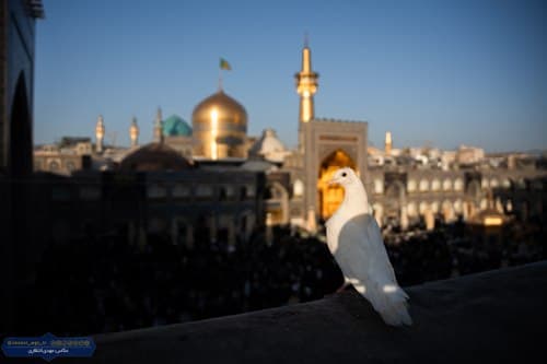 آلبوم | کبوتر حرم