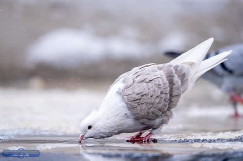 الحمام في محضر الأمان
