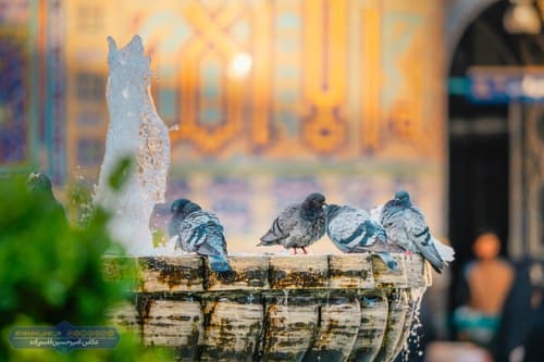 آلبوم | میهمانان همیشگی