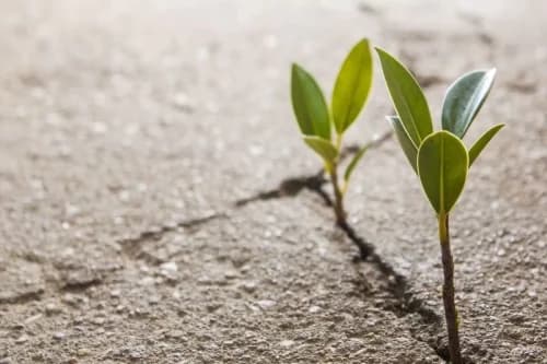 صوتی | برنده زندگی باشید