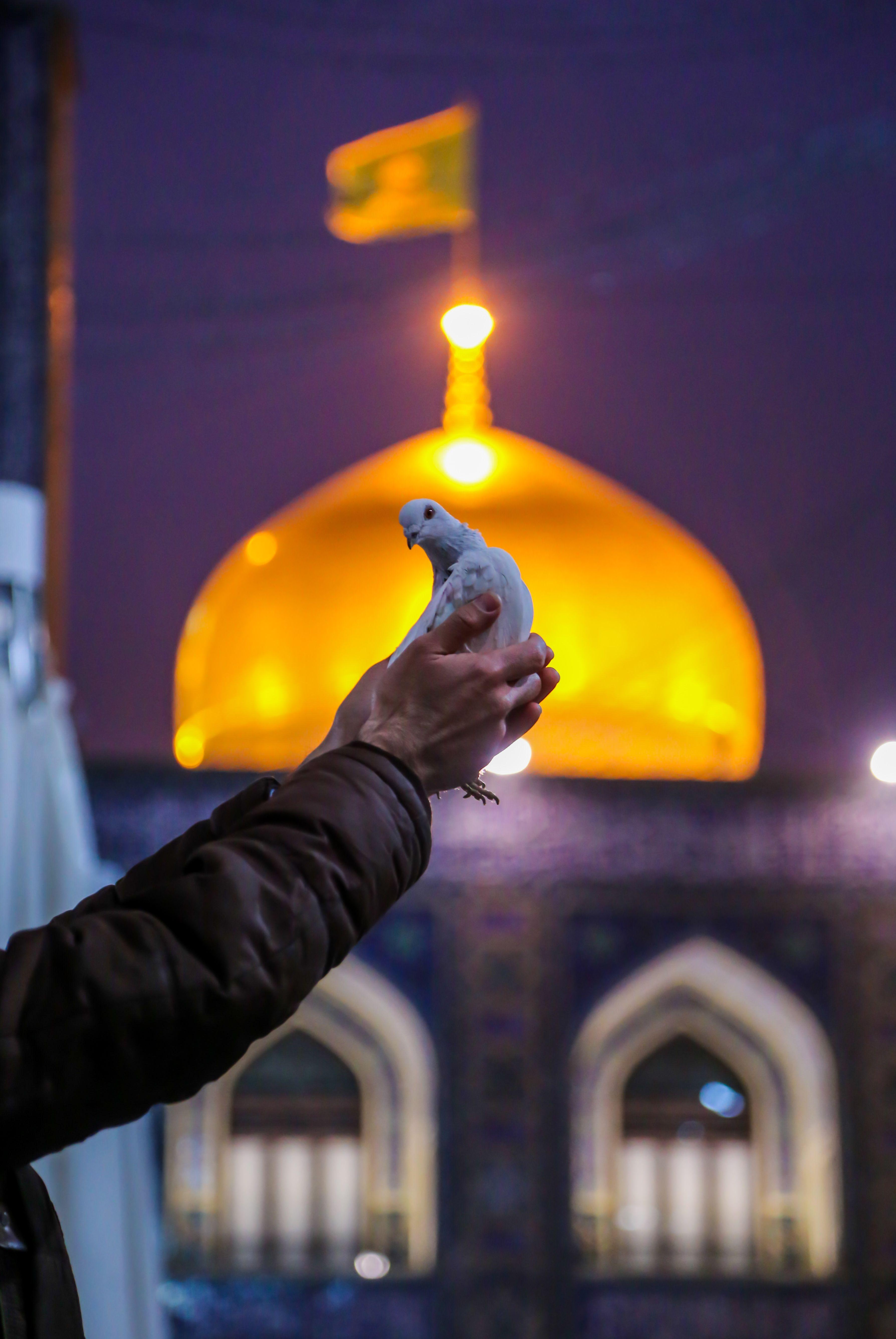 کبوتر حرم