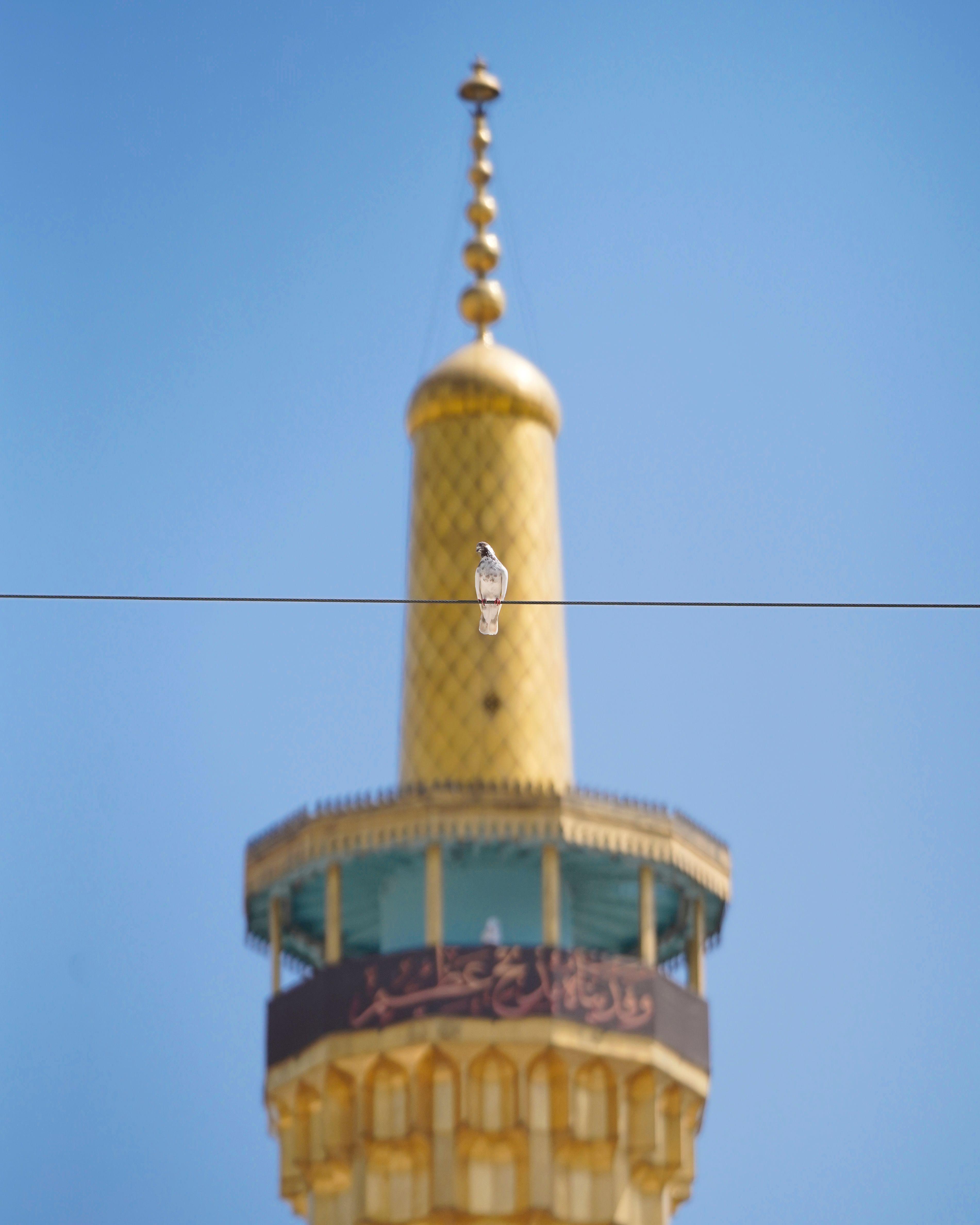 کبوتر حرم