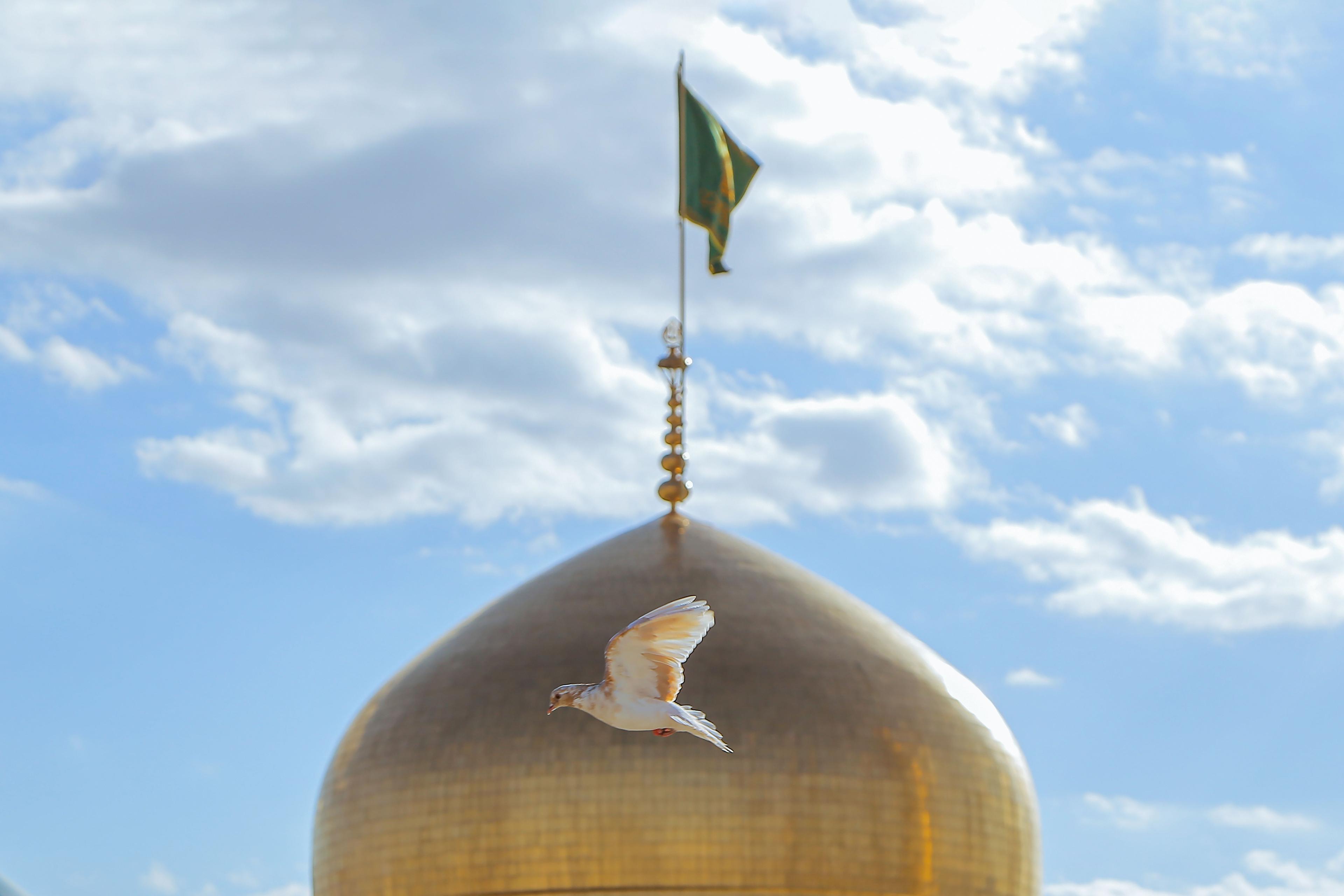 کبوتر حرم مطهر رضوی