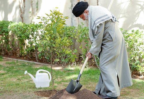اهمیت درختکاری و حفظ محیط زیست