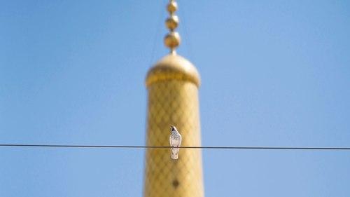 کبوتر حرم