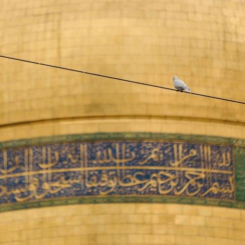 کبوتر جلد حرم