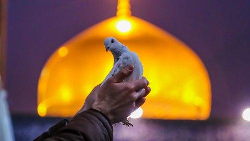 کبوتر حرم