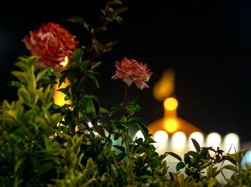گل و گنبد