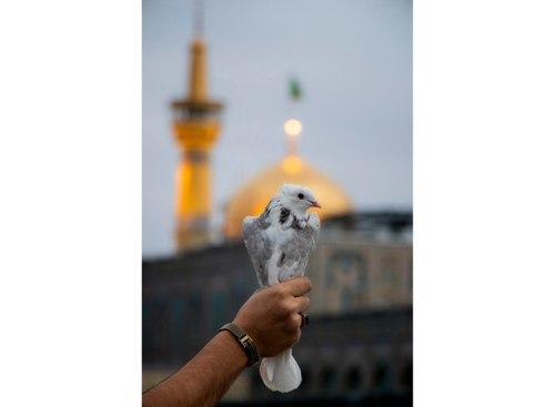 کبوتر در آغوش نور