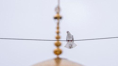 کبوتر در برف
