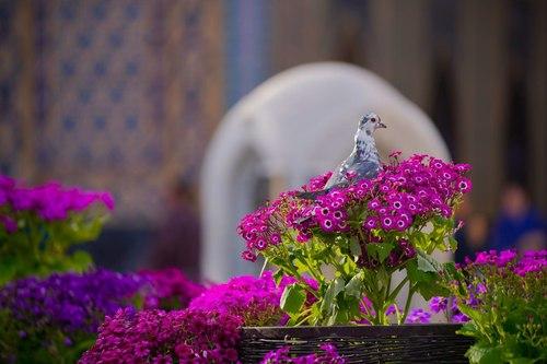 عکس های گل آرایی حرم مطهر 