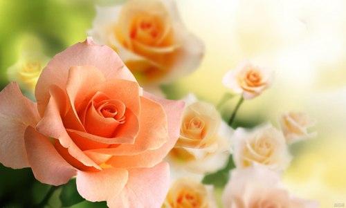بهترین باقیات الصالحات: فرزند شایسته