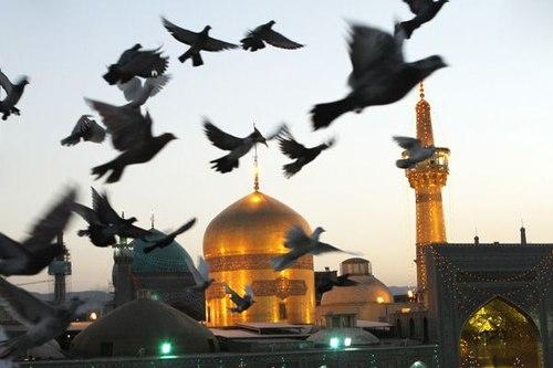 عکس | کبوتران حرم
